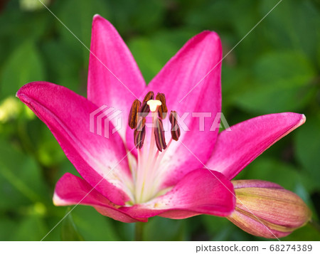 Pink squash lily Pink squash lily 68274389