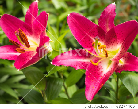Red lilies Red lilies 68274409