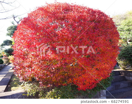 Kyushu Buddha and Buddhist temples autumn leaves 68274591