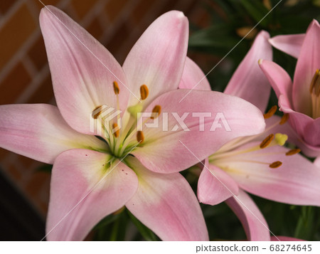 Pink squash lily Pink squash lily 68274645