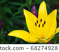 Yellow Squash Lily 68274928