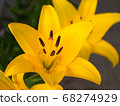 Yellow Squash Lily 68274929