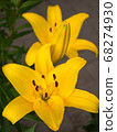 Yellow Squash Lily 68274930