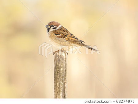 Sparrow bird outdoors Sparrow bird outdoors 68274975