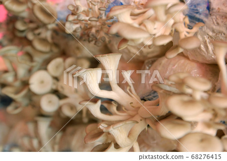 oyster mushroom in nursery bag 68276415