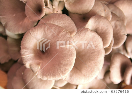 oyster mushroom in nursery bag 68276416