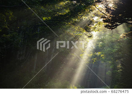 Light shining into the forest 68276475