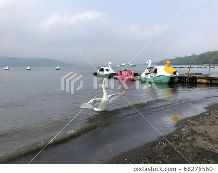 A swan at the waterside swan boat platform spreading its wings 68276560