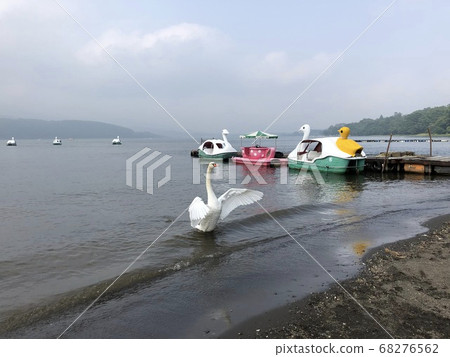 A swan at the waterside swan boat platform spreading its wings 68276562