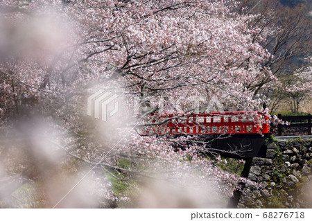 Tottori walk in the four seasons Spring Shikano 68276718