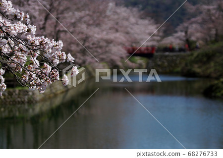 Tottori walk in the four seasons Spring Shikano 68276733