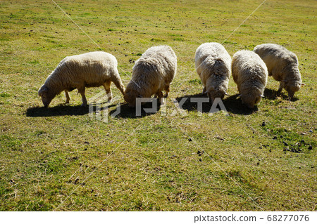 Sheep ranch Sheep ranch 68277076