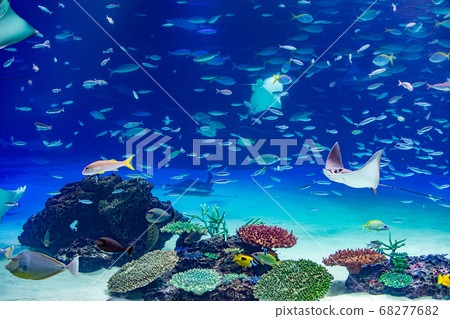 假名魚 68277682
