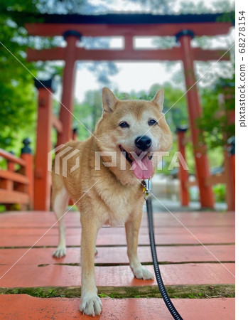 和歌山縣伊藤郡葛城町牛翠神社的柴犬和鳥居 和歌山縣伊藤郡葛城町牛翠神社的柴犬和鳥居 68278154