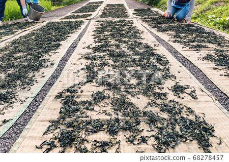 Miyagi indigo indigo indigo leaf dried by hand 68278457