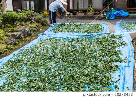 宮城靛藍靛藍靛藍葉用手乾燥 宮城靛藍靛藍靛藍葉用手乾燥 68278458