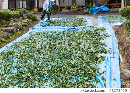 Miyagi indigo indigo indigo leaf dried by hand Miyagi indigo indigo indigo leaf dried by hand 68278459