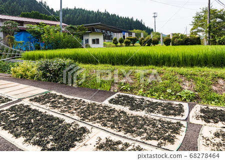宮城靛藍靛藍靛藍葉用手乾燥 68278464