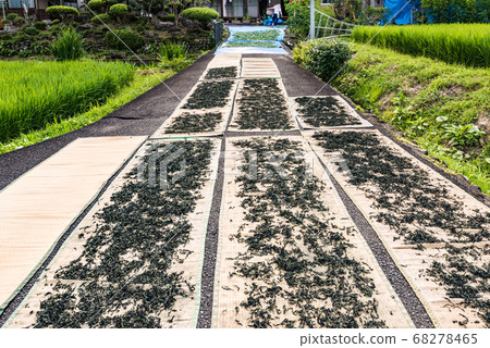 宮城靛藍靛藍靛藍葉用手乾燥 宮城靛藍靛藍靛藍葉用手乾燥 68278465