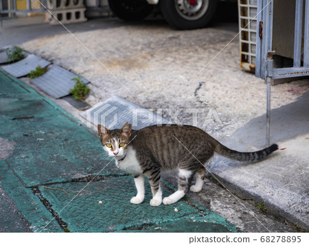 cat, pussy, stray cat 68278895