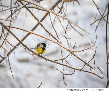 Titmouse on a snowy winter day Titmouse on a snowy winter day 68278938