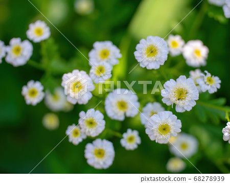 Chamomile flower Chamomile flower 68278939