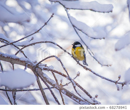 Titmouse on a snowy winter day Titmouse on a snowy winter day 68278941