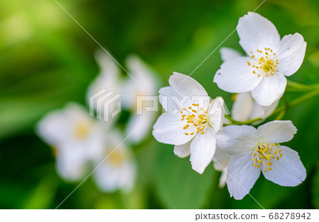 Twig with white jasmine flower in spring Twig with white jasmine flower in spring 68278942