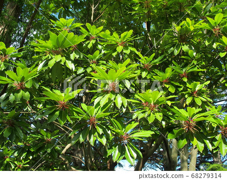 Young leaves of Yuzuriha, which rise in the park Young leaves of Yuzuriha, which rise in the park 68279314