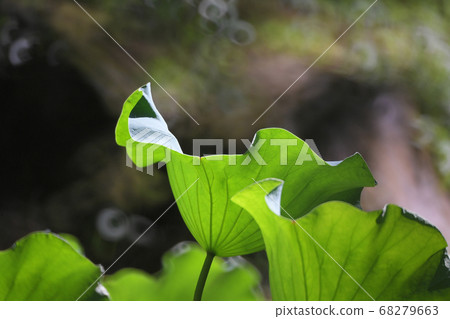 the lotus pool with nature background at summer 68279663