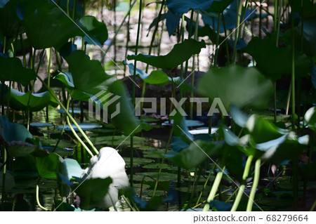 Oriental garden. Natural exotic background. Dark 68279664