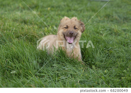 close up on cute brown mixed breed dog on grass, 68280049