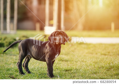 puppy great dane on the grass puppy great dane on the grass 68280054
