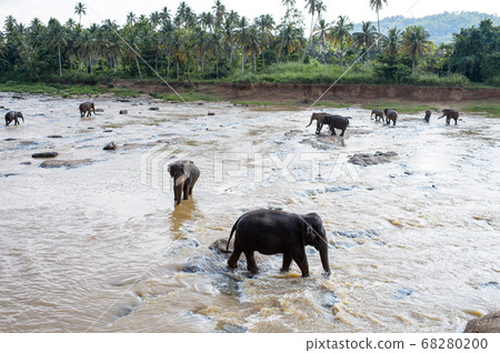 大像在水中斯里蘭卡玩 68280200