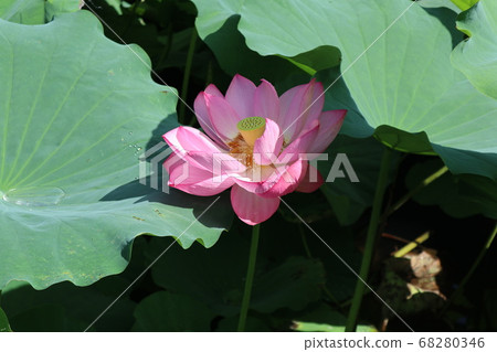 Lotus flower of Ueno Shinobazu Pond 68280346