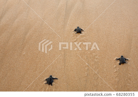 Baby turtles making it's way to the ocean Baby turtles making it's way to the ocean 68280355