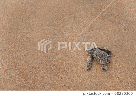 Loggerhead Turtle baby(Caretta carretta 68280360