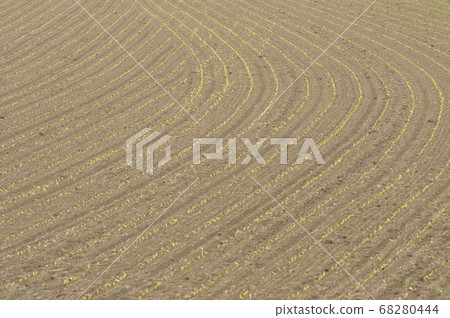 Corn field in Brittany 68280444