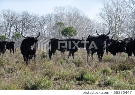bulls in Camargue bulls in Camargue 68280447