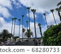 Palm tree 68280733