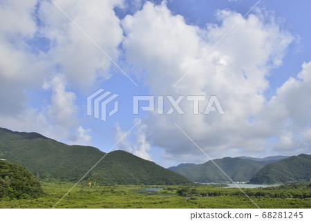 [Kagoshima Prefecture Amami Oshima] Mangrove primeval forest for living 68281245