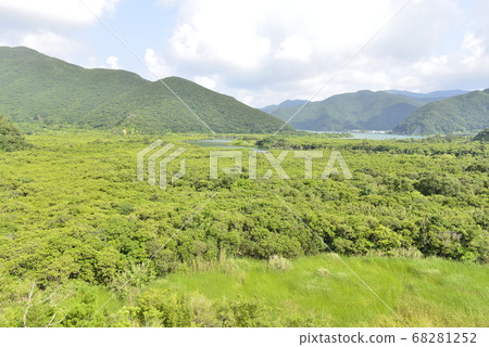[Kagoshima Prefecture Amami Oshima] Mangrove primeval forest for living 68281252