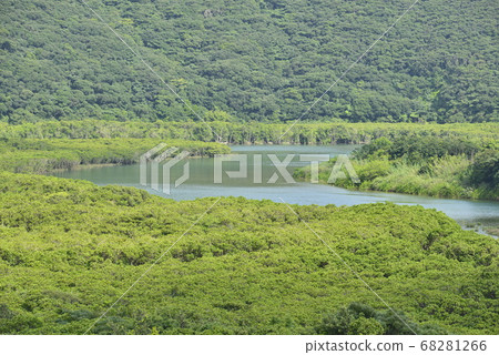 [Kagoshima Prefecture Amami Oshima] Mangrove primeval forest for living 68281266