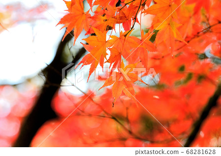 Autumn landscape autumn leaves Autumn landscape autumn leaves 68281628