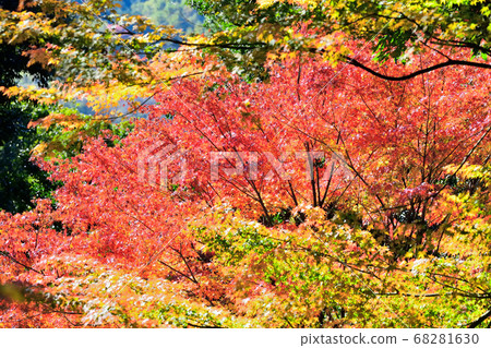 秋天風景秋葉 68281630