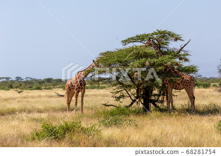 Two Somalia giraffes eat the leaves of acacia 68281754