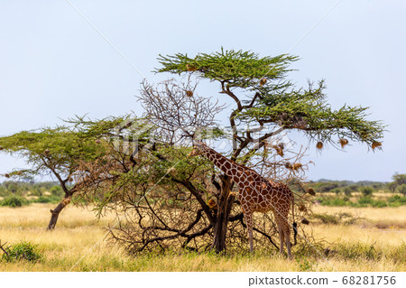 Two Somalia giraffes eat the leaves of acacia Two Somalia giraffes eat the leaves of acacia 68281756
