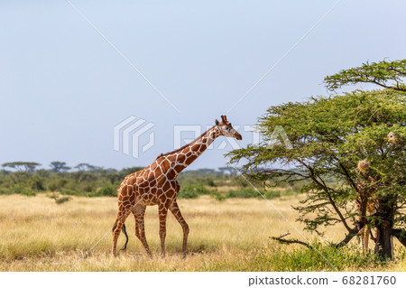 Somalia giraffes eat the leaves of acacia trees Somalia giraffes eat the leaves of acacia trees 68281760