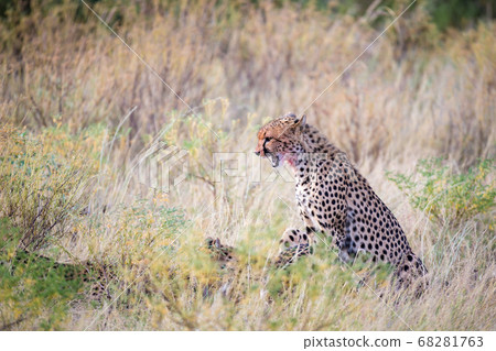 A cheetah eating in the middle of the grass 68281763