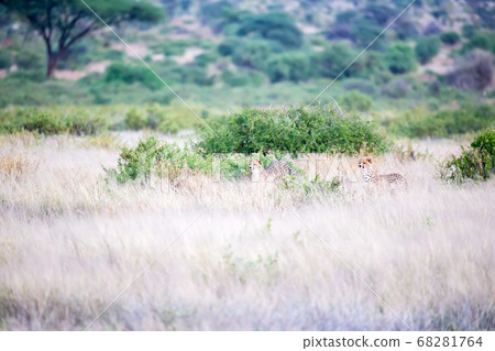 Some cheetahs are running in the savannah in the 68281764